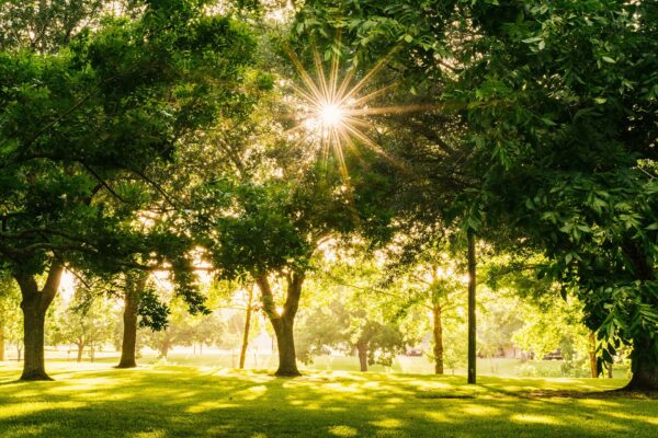 Park in sunshine with tall green trees and lush lawns.