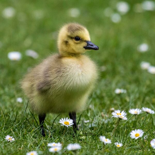 Small yellow duckling standing in grassy field with daisies.