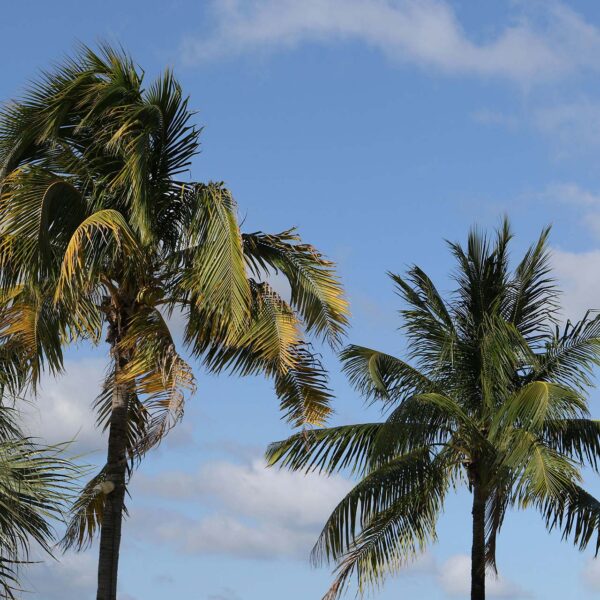 Palm trees swaying in front of cloudy blue skies.