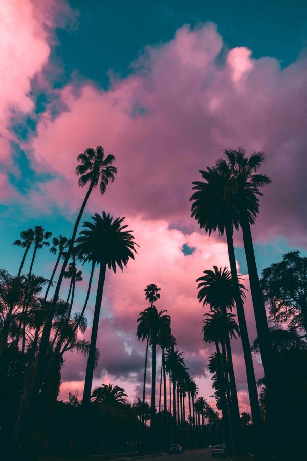 Tall palm trees in front of pink and blue cloudy skies.