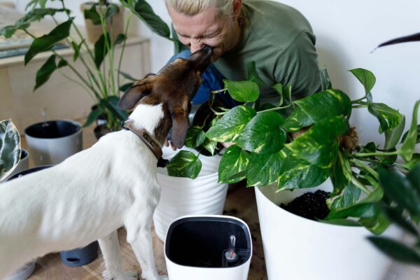 Person with pet dog planting ferns in plant pots.