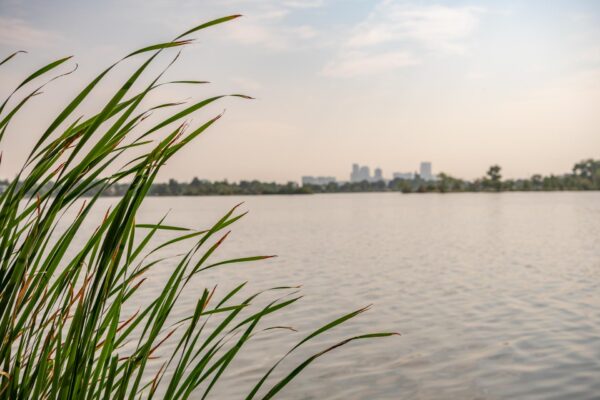 Lake in Denver with green reeds and distant skyline.