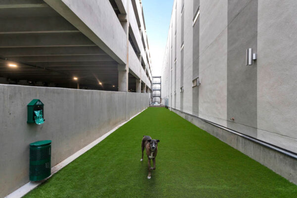 Forum Fitzsimons apartments dog run with lush green grass.
