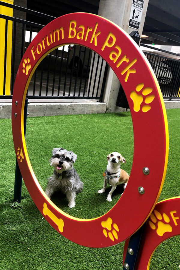 Forum Fitzsimons apartments dog park with agility toys.