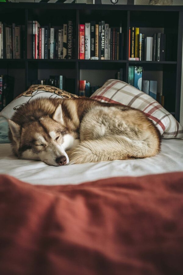 Husky dog curled up on dog bed in front of book shelf.