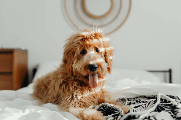 Golden Doodle dog laying on bed.
